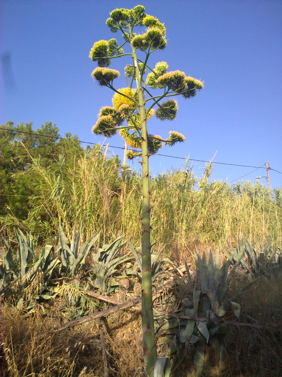 Aloe vera